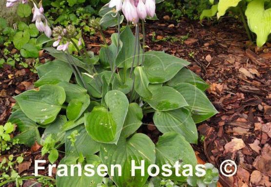 Hosta Jumbo